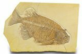 Fossil Fish (Phareodus) - Uncommon Species #327819-1